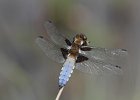 Broad-bodied Chaser Libellula depressa